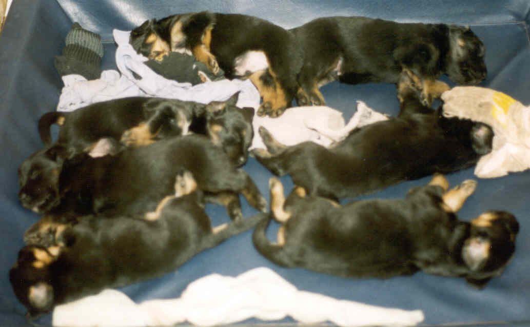 mvalp6.jpg
